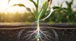 © Adnan - Plant fertilization process, improving crop growth with nutrient uptake