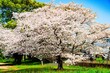 © chameleon - はちまんの郷の桜
