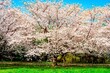 © chameleon - はちまんの郷の桜