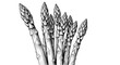 © Emongrapic - Asparagus plant illustration, vector drawing style, black and white, healthy vegetarian food ingredient.