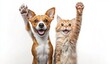 © Jdgkxbnc - joyful brown and white dog and fluffy orange tabby cat sitting side by side with front paws raised, smiling and playful