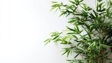 Vibrant green bamboo stalks and leaves softly illuminated against a clean white background