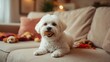 © VolumeThings - Fluffy white dog gnawing on rawhide indoors, portrait orientation on couch.