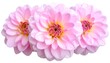 © Misra - Pink Dahlia Blooms.