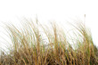 © busurman - Natural real coastal dune grass growing in sandy environment, isolated on transparent background. Wild beach vegetation with thin dry blades shaped by wind, suitable for nature design.