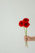 © Liliia - Red gerbera flowers held against clean white background, minimal floral composition, gift and celebration concept, modern aesthetic for greeting and design use.