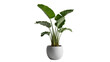 © Maria - Large green bird of paradise plant in a white round pot, isolated on transparent background