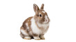 © Maria - Small brown and white rabbit sitting, isolated on transparent background