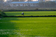© JoseAngel - Vietnamese Farmer in Nón Lá Working in Rice Field at Dawn