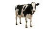 © Laura - Black and white Holstein cow standing, isolated on transparent background