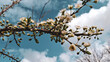 © MargoArt - Apricot branches covered in white flowers and green buds stretching across a turquoise sky with soft white clouds
