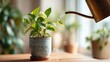 © extrude - Watering a small green houseplant indoors 1.