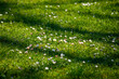 © Дмитрий Швец - sunlit green meadow covered with small blooming daisies and soft shadows, vibrant spring grass creating a fresh peaceful natural background