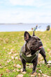 © Yana Listunova - Cute dog posing in park, French bulldog