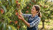 © Teerapol - Woman Harvesting Fresh Peaches in Orchard on Sunny Day