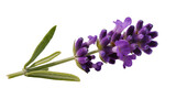 Purple lavender flower sprig with green leaves, isolated on transparent background