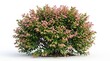 © Sanych - Decorative bush with green and pink autumn leaves, layered foliage and seasonal texture, isolated on white background, ornamental garden styling, ultra-realistic, no logos.