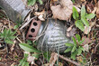 © Paweł Michałowski - Old grave candle discarded among dry leaves and weeds on the ground. Cemetery litter detail. Weathered memorial lantern in natural debris highlights neglect, waste and outdoor abandonment.