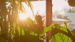 © helivideo - CLOSE UP, LENS FLARE: Golden sunlight streams through lush green leaves of flowering peace lily houseplant with distinct vein patterns. Peaceful morning scene and the warmth of a home indoor jungle.