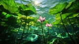 Underwater lotus flowers, sunlit pond, serene nature scene, peaceful background, ideal for relaxation