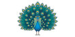 © Admint - Peacock standing with feathers spread wide.