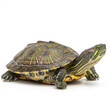 © retakhatun - A turtle with a colorful shell and yellow stripes on its head and legs isolated on white background