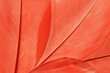 © yrabota - Nature pattern of red bird feathers, beautiful natural texture with delicate detail, feather close up. Bright plumage macro photo. Gradient vivid color, natural geometric lines beauty-inspired visual.