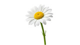 A single white daisy with a yellow center isolated on transparent background