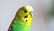 © Tahu - Green & yellow parakeet portrait. Bright plumage close-up. Blue cere visible. Simple background