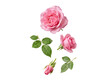 © Dale - Close-up of a vibrant pink rose bloom, a budding flower, and fresh green leaves.
