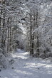 © Lena - Snowy path in the woods