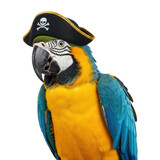 A colorful macaw parrot with a pirate hat on its head isolated on transparent background