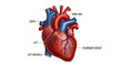 © Jose - Highly detailed anatomical illustration of the human heart, depicting its intricate structure including chambers, major arteries, and veins vital for cardiovascular health and systemic blood flow