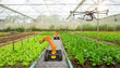 © Saudia Corporation - Automated farming technology with robotic arms and drone in a modern greenhouse with rows of green plants and vegetables growing in soil  precision agriculture and sustainable farming practices