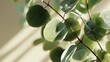 © Andre Jovi - Fresh Eucalyptus Leaves with Sun Shadows on Neutral Background
