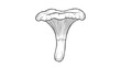 © Rafiya1727 - Detailed black and white botanical line drawing of a chanterelle mushroom with its characteristic wavy cap and ridged stem.
