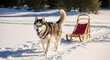 © Muhammad - Energetic husky dog pulling red sled in snowy winter landscape with bright sunlight casting long shadows on the snow-covered ground