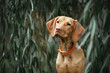 © otsphoto - cute vizsla dog in a collar posing outdoors