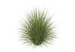 © PNG world - A green grass bush with long thin leaves on isolated transparent background for design and decoration purposes