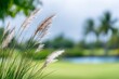 © Dibos - beautiful grass in the foreground, blurry background of golf course and palm trees in the distance