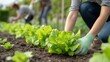 © 69 - Detailed Low Angle Shot of a Gardener Harvesting Fresh Lettuce in a Well-Tended Vegetable Garden During Daytime with Other Gardeners Nearby