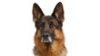 © Bogdan - German Shepherd dog head portrait alert expression, isolated on transparent background
