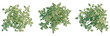 © Peter Hai - Origanum vulgare tree plan, top view, cutout, transparent background, isolate, Detailed Green Plant Branch with Leaves, Natural Foliage for Botanical Design and Decoration Elements