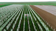 © AmazingAerialAgency - Aerial view of a blossoming orchard with rows of trees exploding in white blooms next to the brown soil, Kovilj, Vojvodina, Serbia.