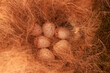 © leomalsam - Tit eggs in our birdhouse