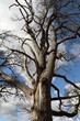 © leomalsam - An old oak tree against the sky
