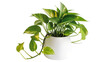 © Maria - Green pothos plant with variegated leaves in a white pot, isolated on transparent background