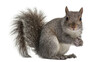 © Maria - Fluffy grey squirrel holding a nut, isolated on transparent background