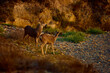 © Boris Jovanovic/Stocksy - Wildlife at Point Lobos