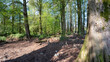 © Catello - Bosco dei Tassodi di Paratico, Lago d'Iseo, Lombardia - Foresta di cipresso calvo in primavera